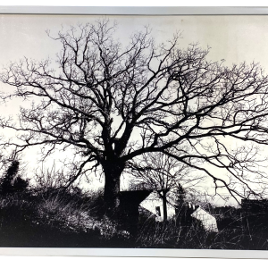 Natural Tree Canvas Print 24x36